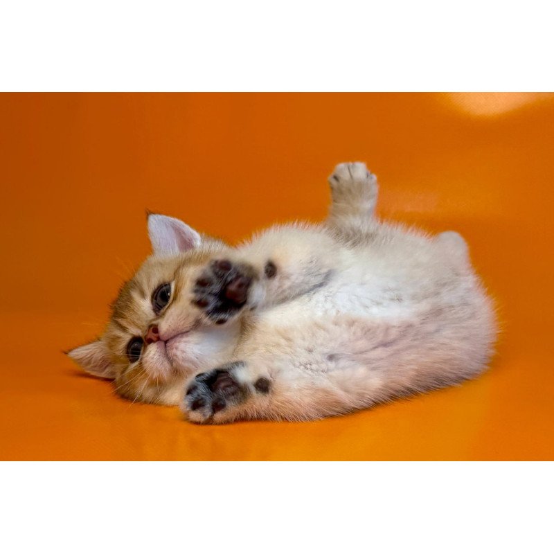 Munchkin Frosti