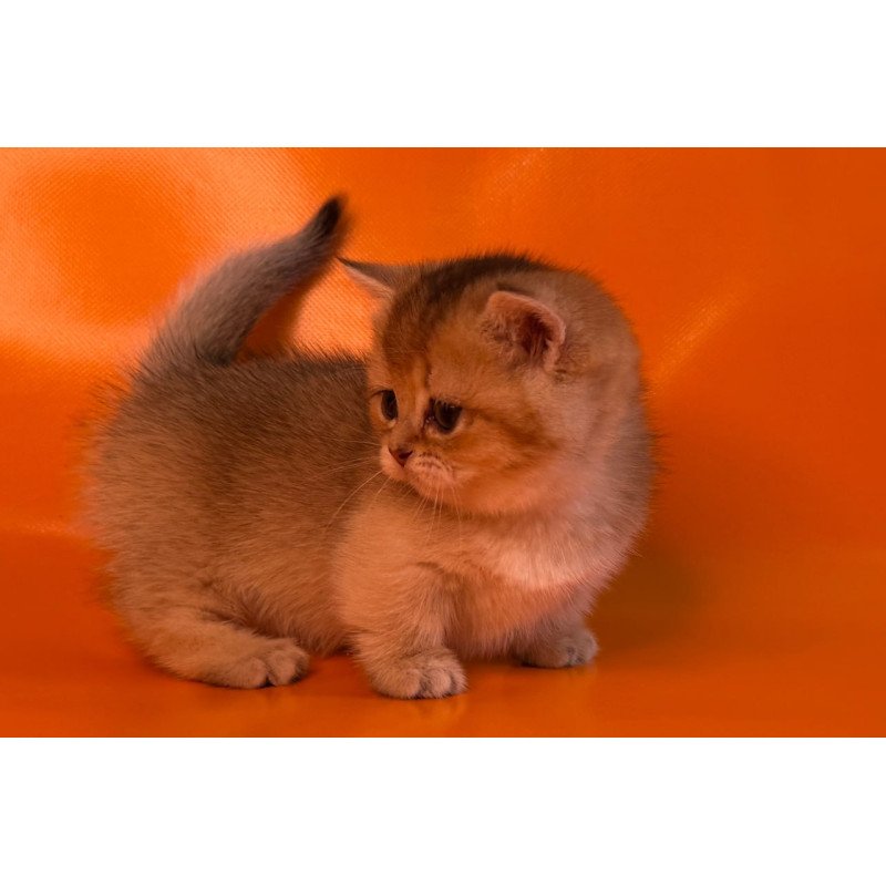 Munchkin Frosti