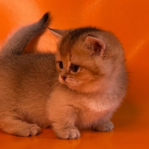 Munchkin Frosti