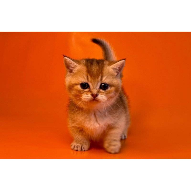 Munchkin Frosti