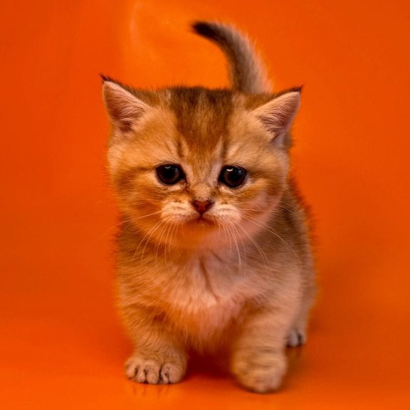 Munchkin Frosti