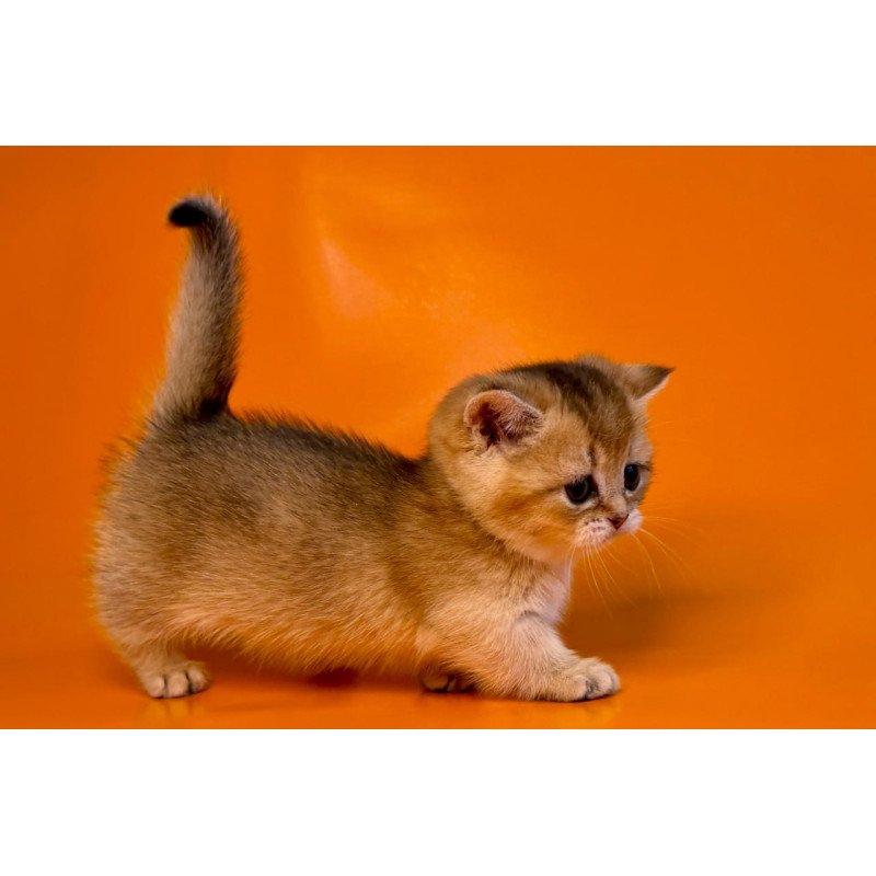 Munchkin Frosti