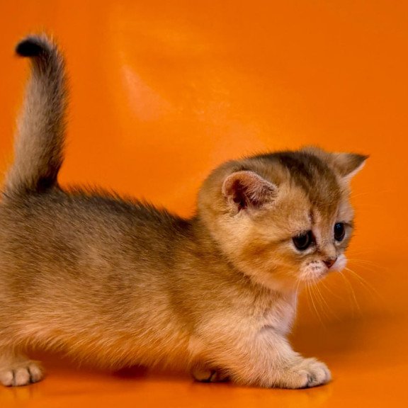 Munchkin Frosti