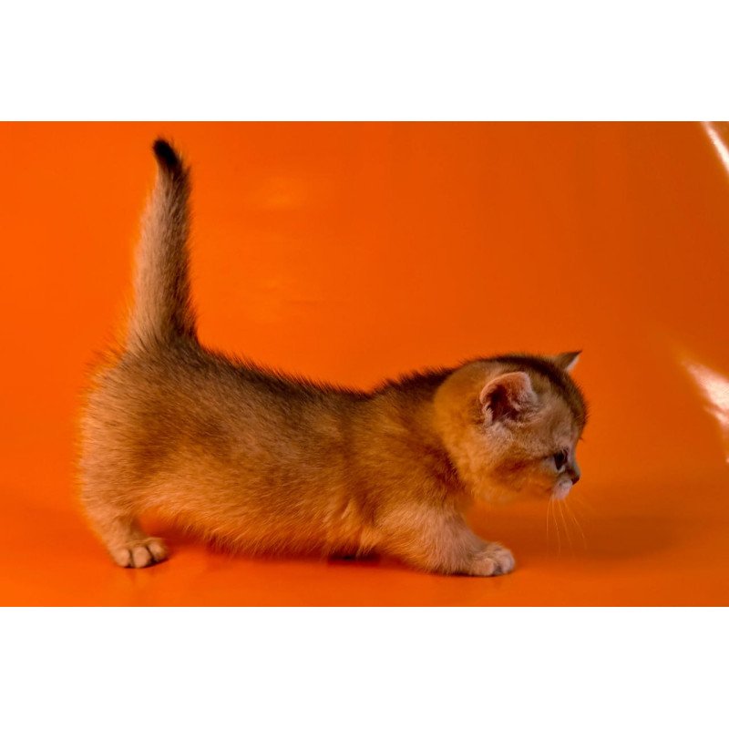 Munchkin Frosti