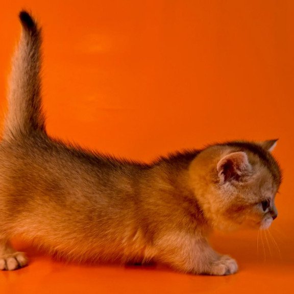 Munchkin Frosti