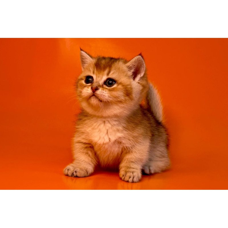 Munchkin Frosti