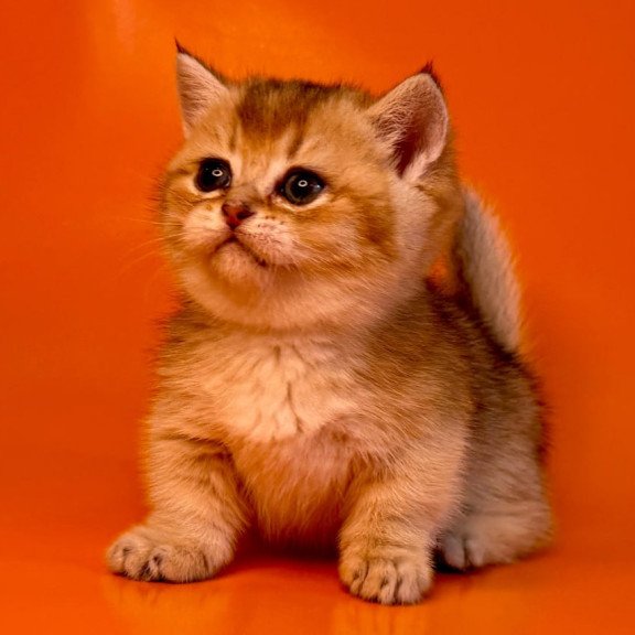 Munchkin Frosti
