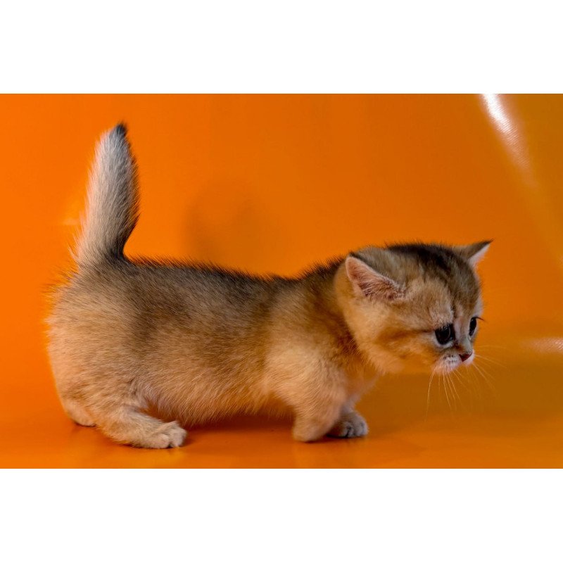 Munchkin Frosti
