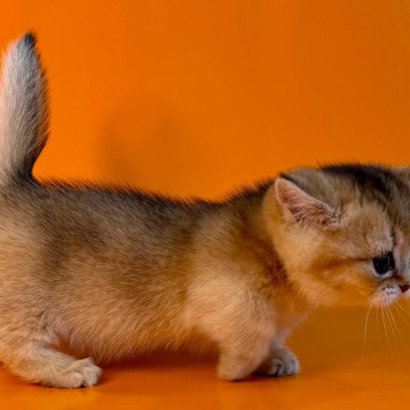 Munchkin Frosti