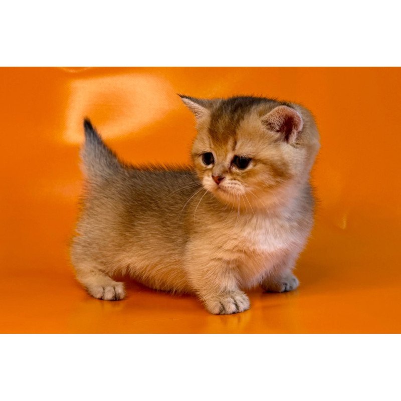 Munchkin Frosti