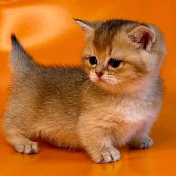 Munchkin Frosti