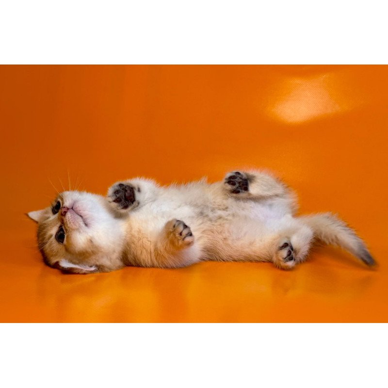 Munchkin Frosti