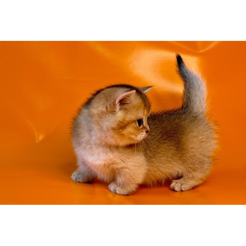 Munchkin Frosti