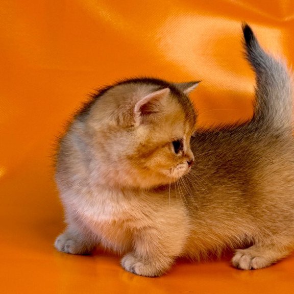 Munchkin Frosti