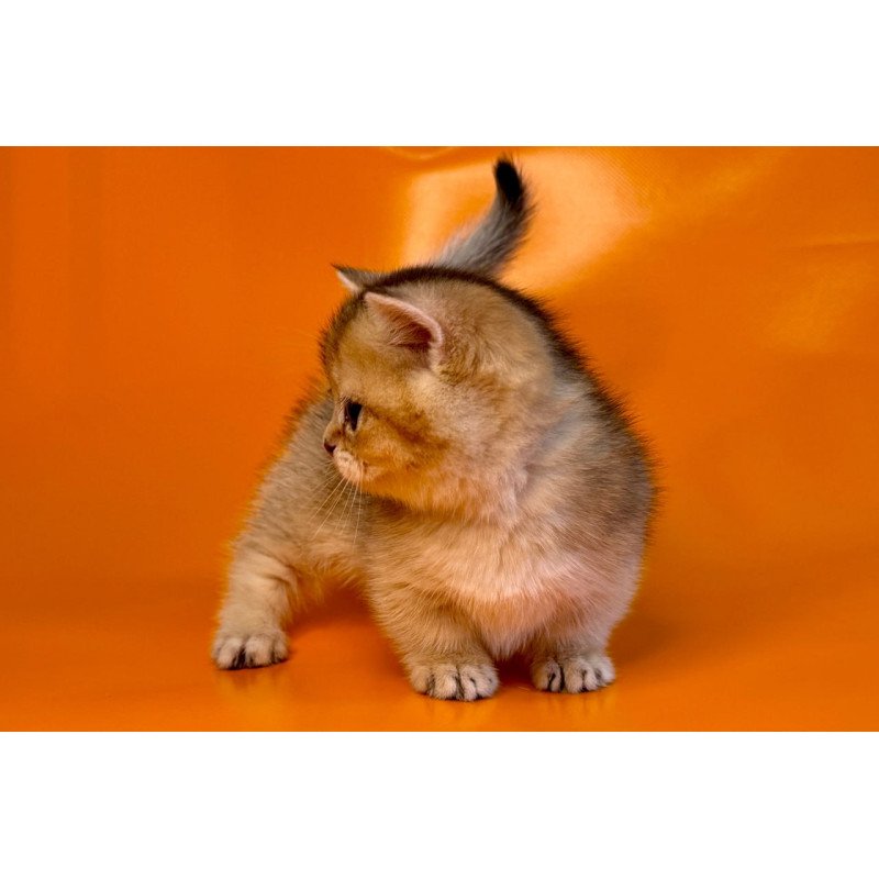 Munchkin Frosti