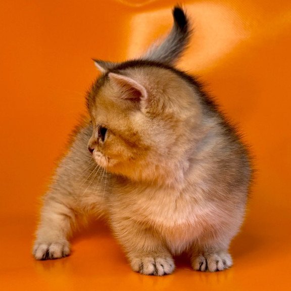 Munchkin Frosti