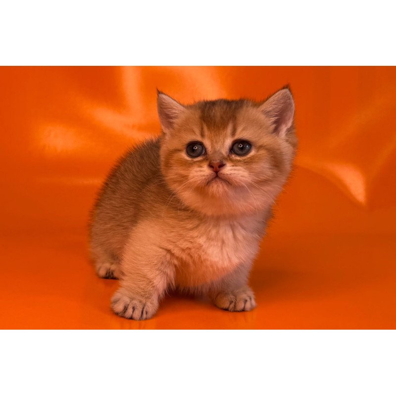 Munchkin Frosti