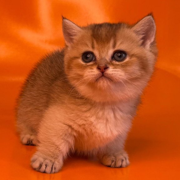 Munchkin Frosti