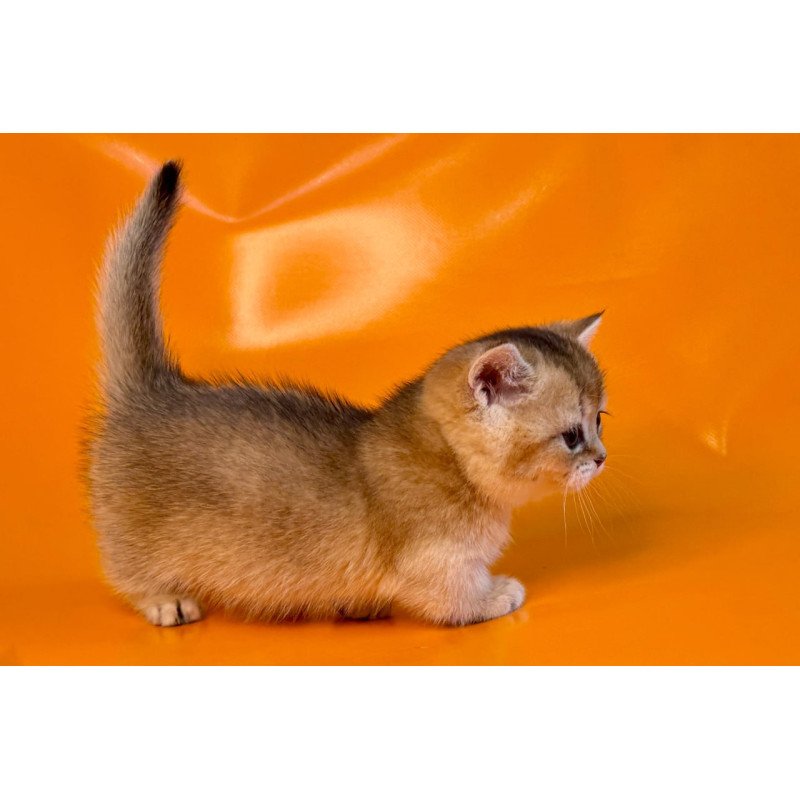 Munchkin Frosti