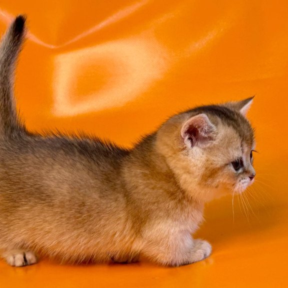 Munchkin Frosti