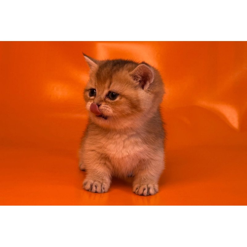 Munchkin Frosti