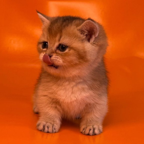 Munchkin Frosti