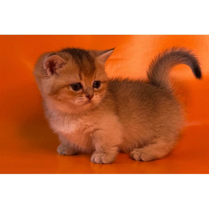Munchkin Frosti