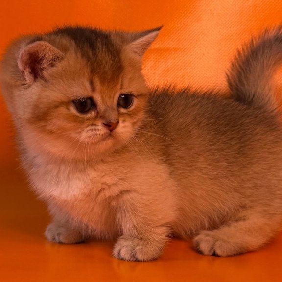 Munchkin Frosti