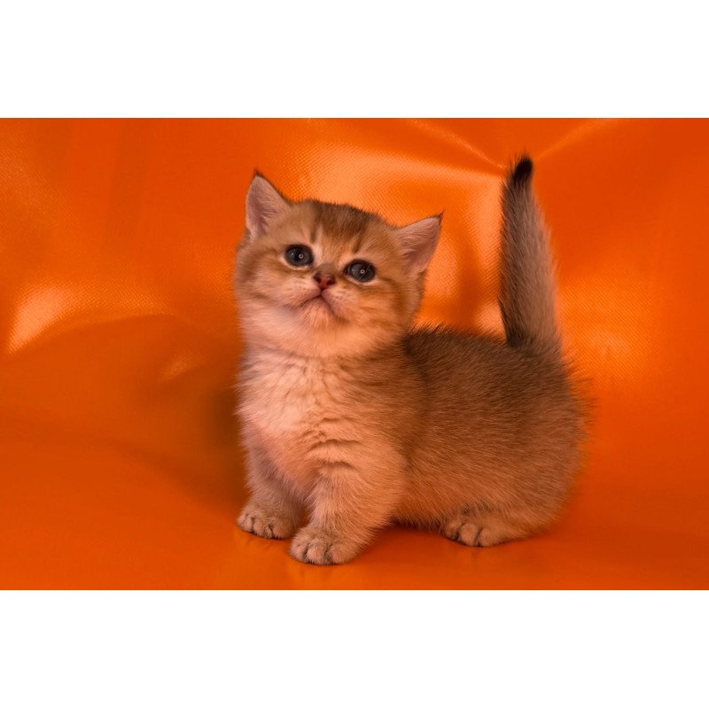 Munchkin Frosti