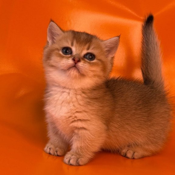 Munchkin Frosti