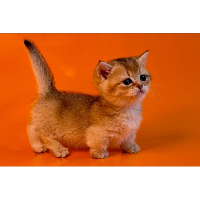 Munchkin Frosti