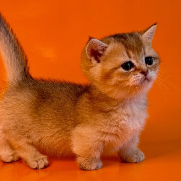 Munchkin Frosti