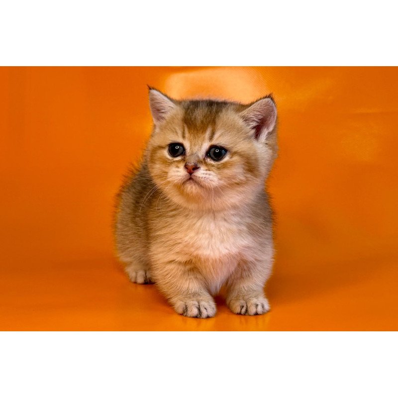 Munchkin Frosti