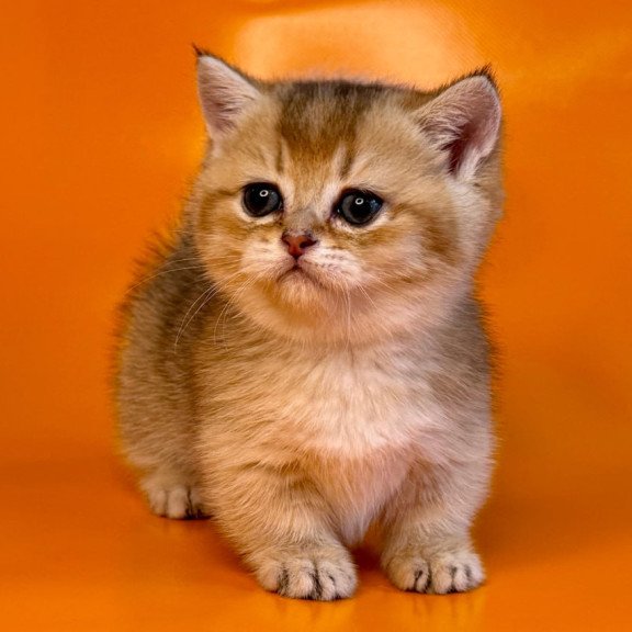 Munchkin Frosti