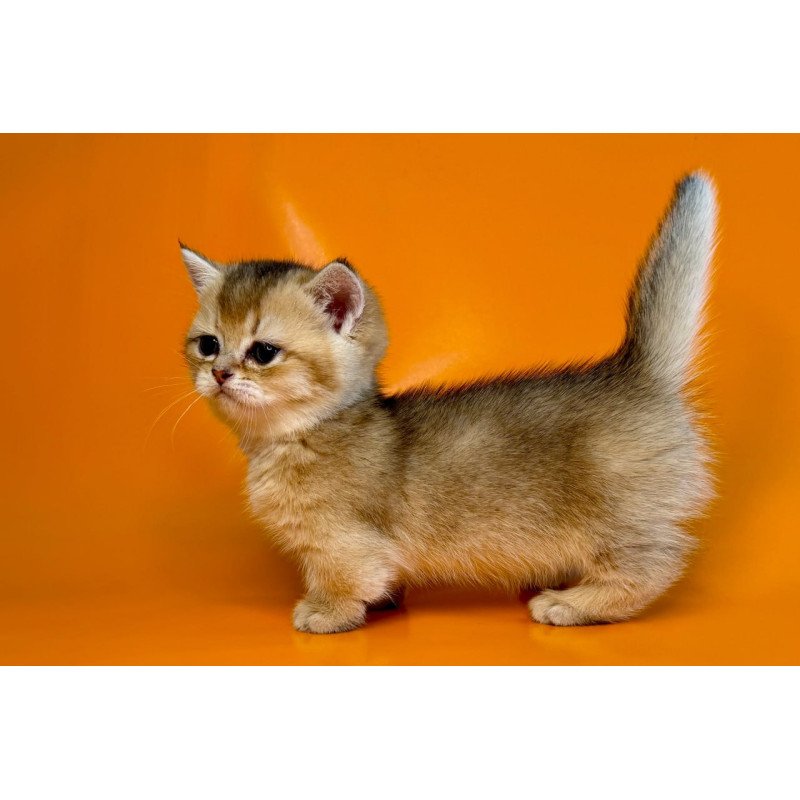 Munchkin Frosti