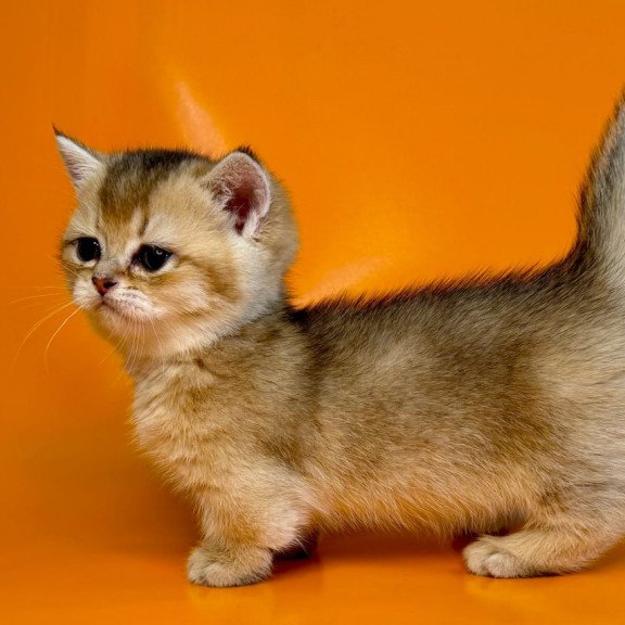 Munchkin Frosti