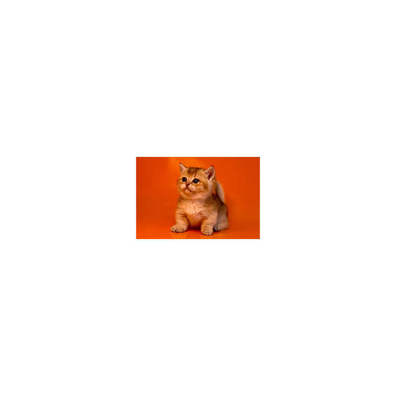 Munchkin Frosti
