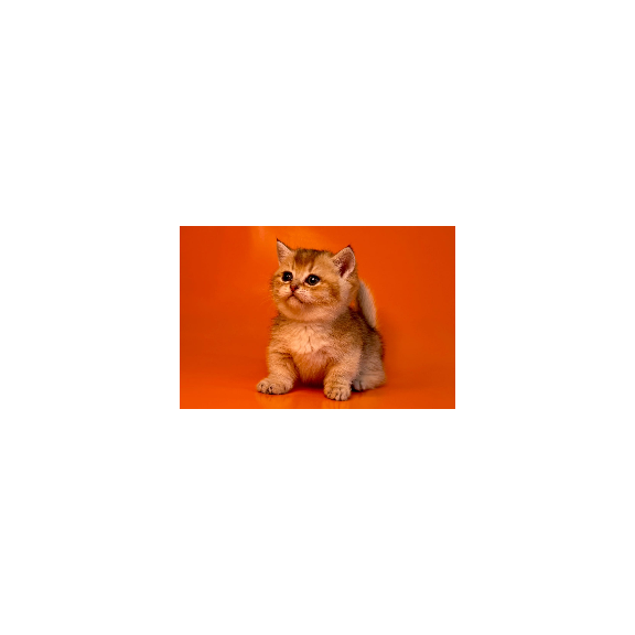 Munchkin Frosti