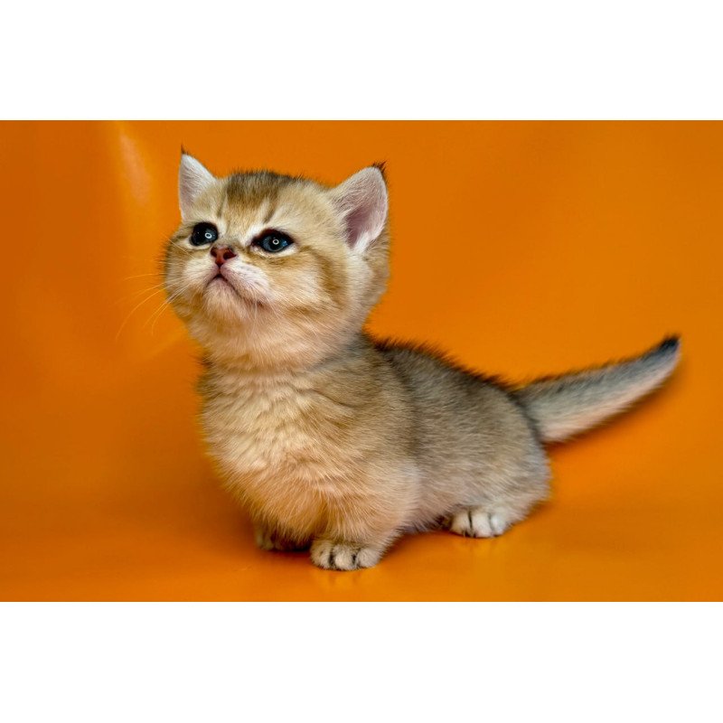 Munchkin Frosti