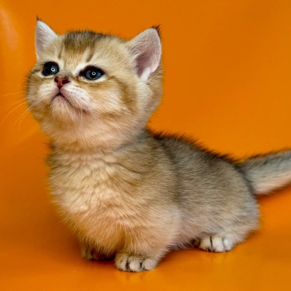 Munchkin Frosti