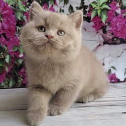 British Umka