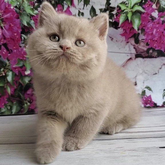 British Umka