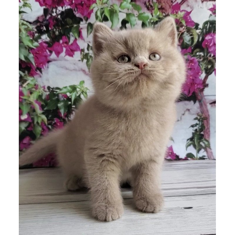 British Umka