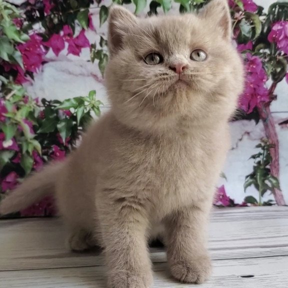 British Umka