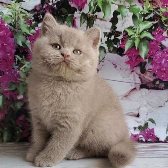 British Umka