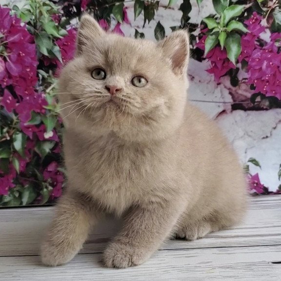 British Umka