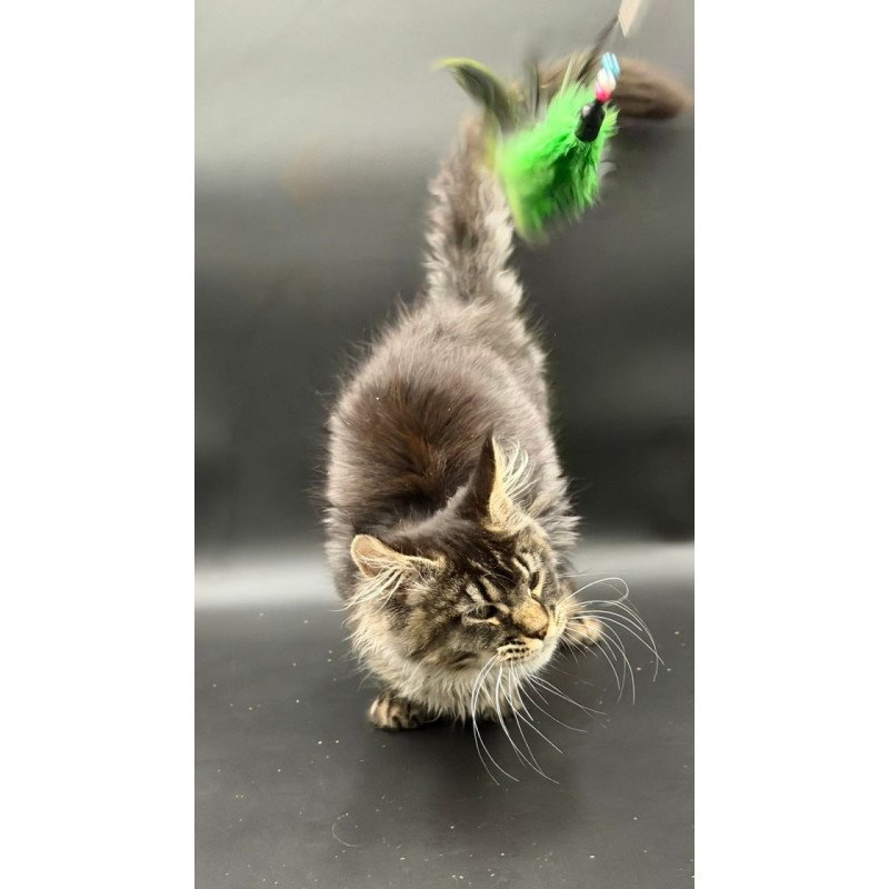 Maine Coon Wella