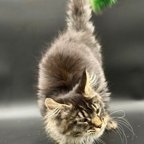 Maine Coon Wella