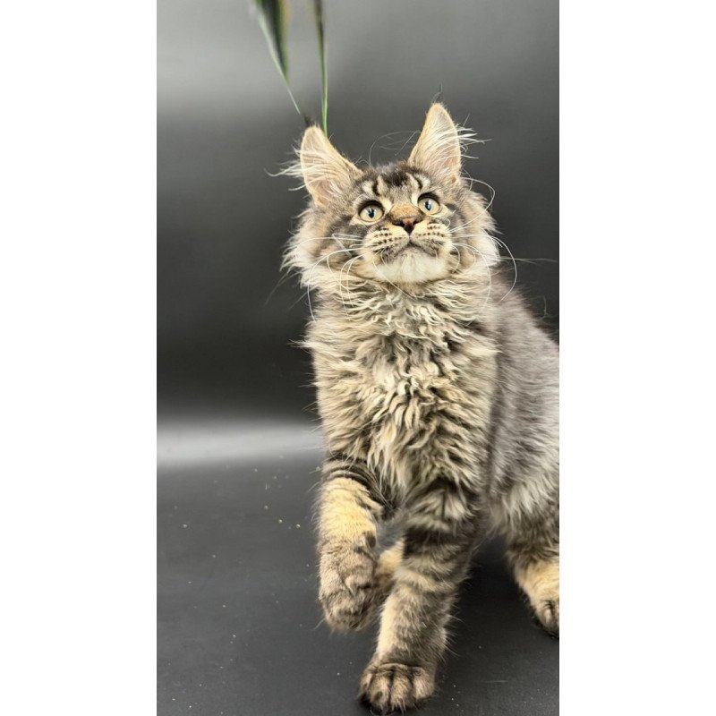 Maine Coon Wella