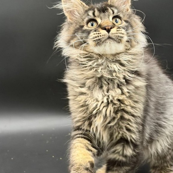 Maine Coon Wella